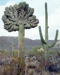 200 Atypical Saguaro 1